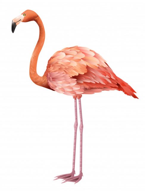 plakat med flamingo